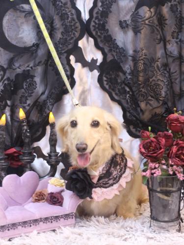 20231018きなこちゃん